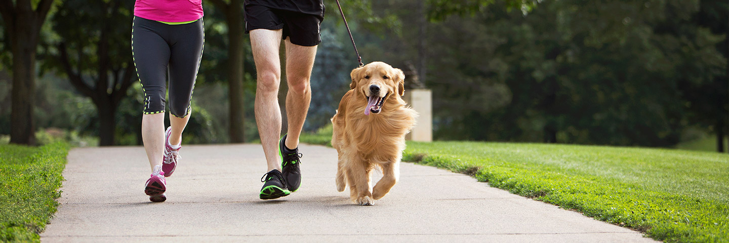 DogWatch of the West Virginia Panhandle, Gerrardstown, West Virginia | Electronic Dog Training Collars Footer Image Image