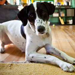 DogWatch of the West Virginia Panhandle, Gerrardstown, West Virginia | Indoor Pet Boundaries Contact Us Image