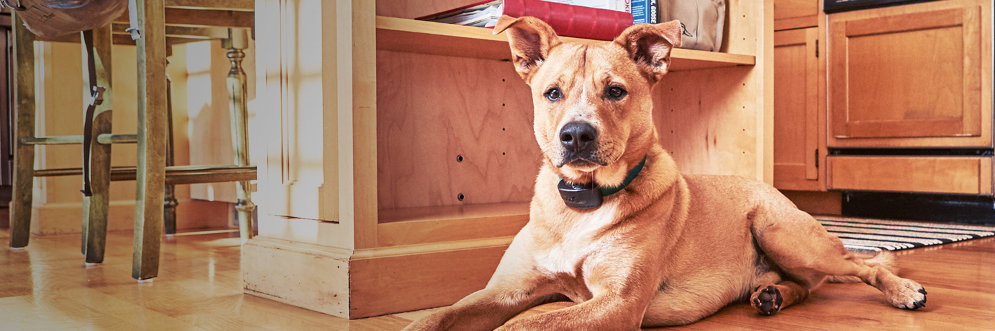 DogWatch of the West Virginia Panhandle, Gerrardstown, West Virginia | Indoor Pet Fences Slider Image